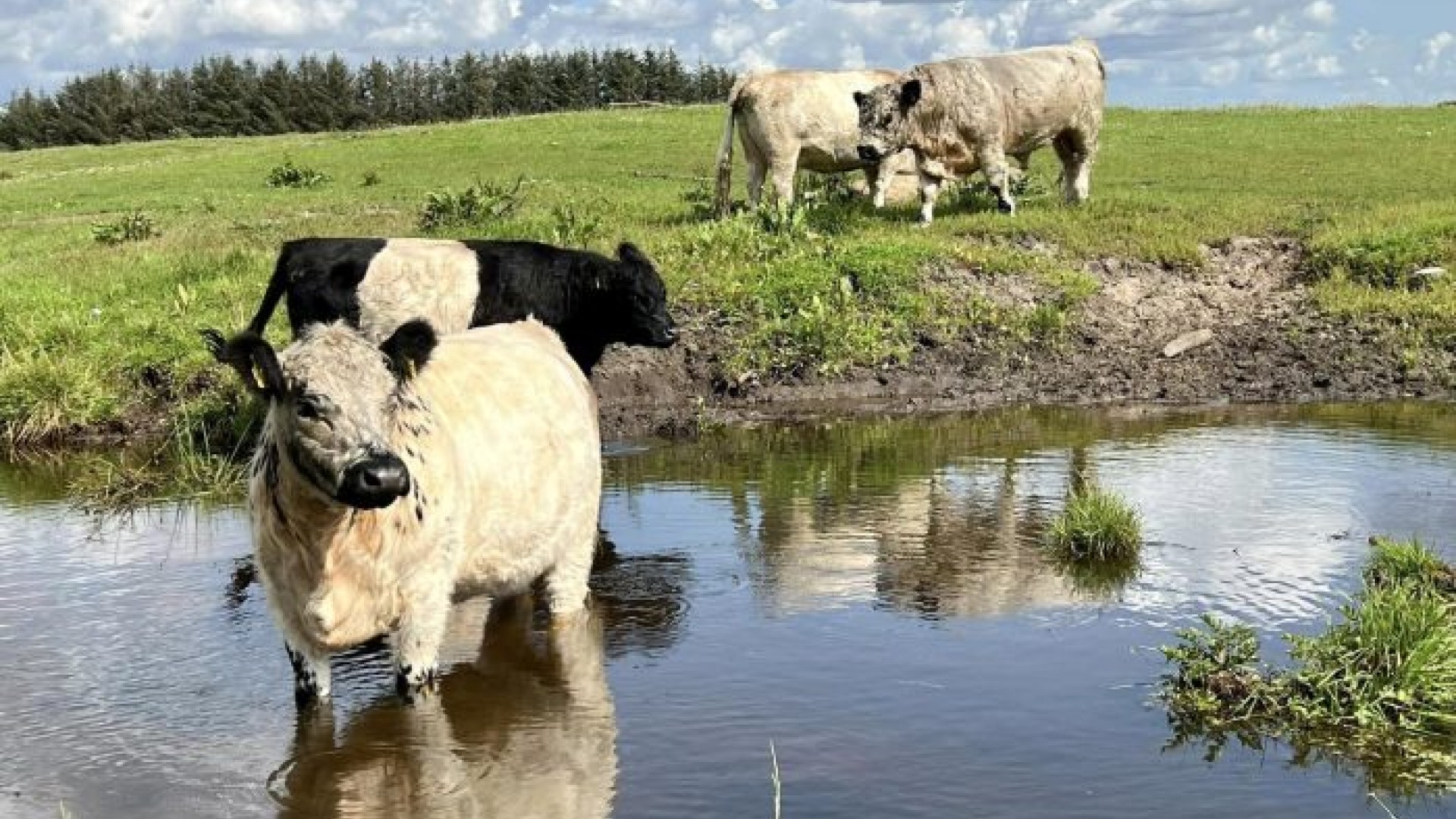 Privatperson får penge til at tage naturen i egen hånd